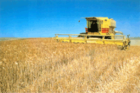wheat-harvester.gif (22188 bytes)